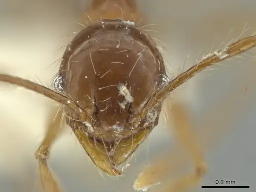 Pheidole venatrix specimen JTLC000016569 image jtlc000016569_2