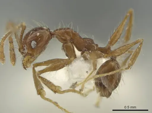 Pheidole venatrix specimen JTLC000016569 image jtlc000016569_3