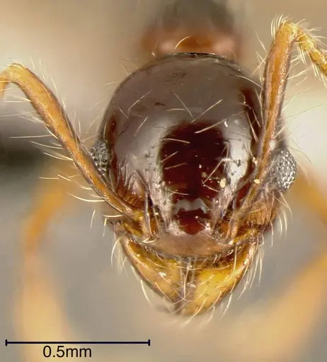 Pheidole vestita specimen CASENT0635539 image casent0635539_1