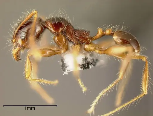 Pheidole vestita specimen CASENT0635539 image casent0635539_2