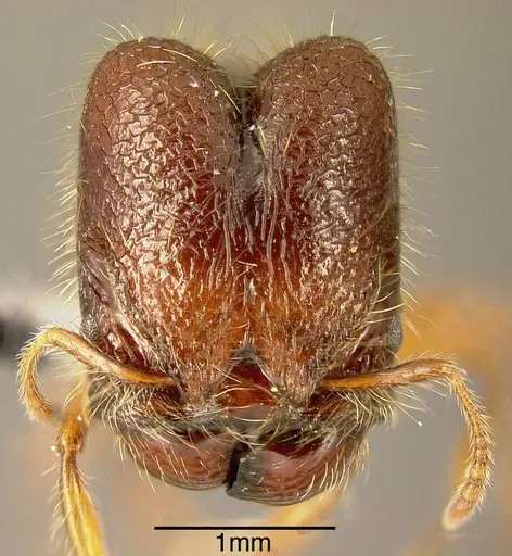 Pheidole vestita specimen INBIOCRI002272032 image inbiocri002272032_1