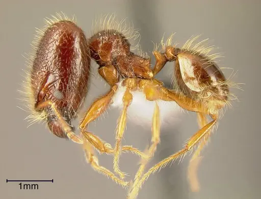 Pheidole vestita specimen INBIOCRI002272032 image inbiocri002272032_2