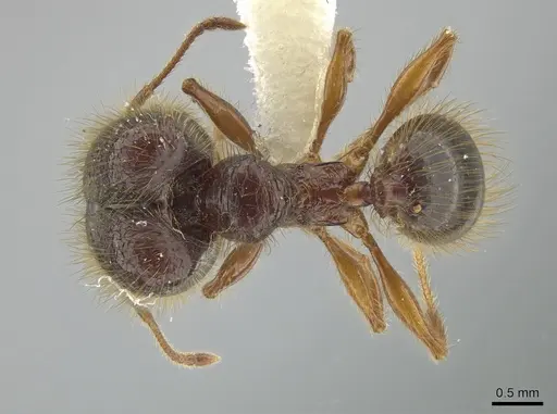 Pheidole vestita specimen JTLC000005562 image jtlc000005562_1