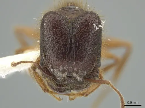 Pheidole vestita specimen JTLC000005562 image jtlc000005562_2