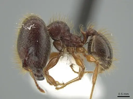 Pheidole vestita specimen JTLC000005562 image jtlc000005562_3
