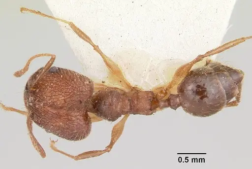 Pheidole veteratrix specimen CASENT0101567 image casent0101567_1