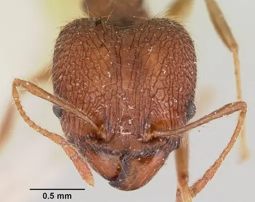 Pheidole veteratrix specimen CASENT0101567 image casent0101567_2