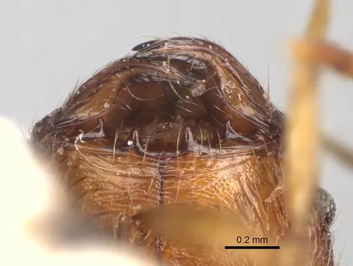 Pheidole veteratrix specimen CASENT0101567 image casent0101567_3