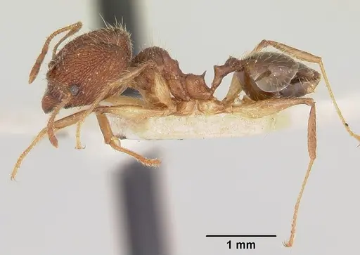 Pheidole veteratrix specimen CASENT0101567 image casent0101567_4