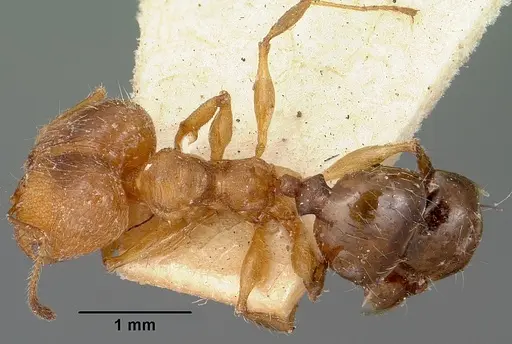Pheidole veteratrix specimen CASENT0101594 image casent0101594_1