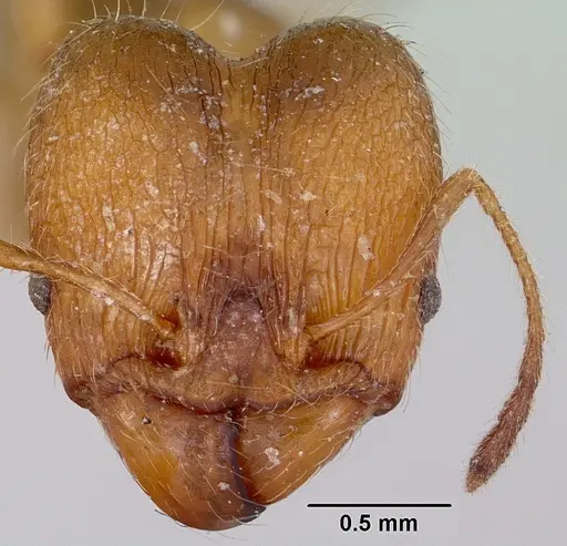 Pheidole veteratrix specimen CASENT0101594 image casent0101594_2