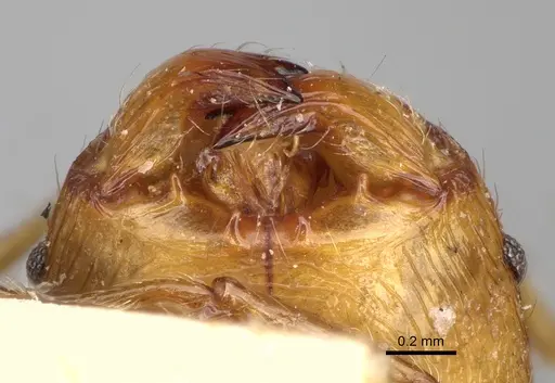 Pheidole veteratrix specimen CASENT0101594 image casent0101594_3
