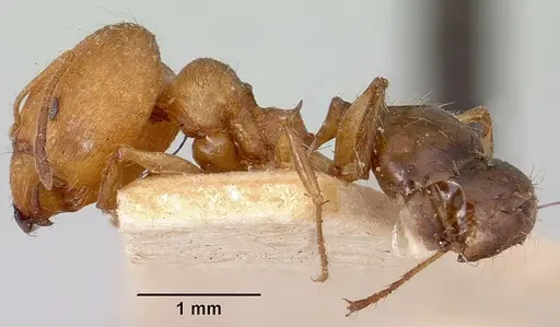 Pheidole veteratrix specimen CASENT0101594 image casent0101594_4