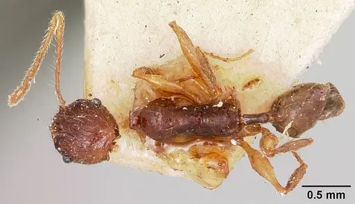 Pheidole veteratrix specimen CASENT0101630 image casent0101630_1