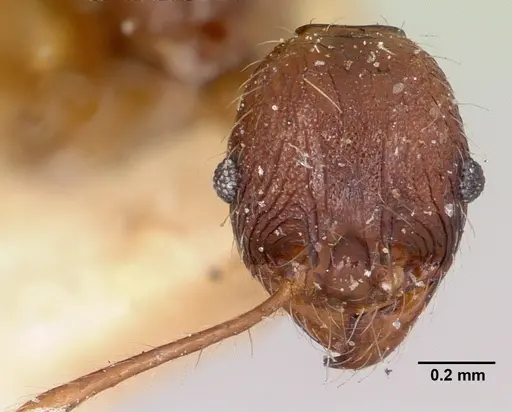 Pheidole veteratrix specimen CASENT0101630 image casent0101630_2