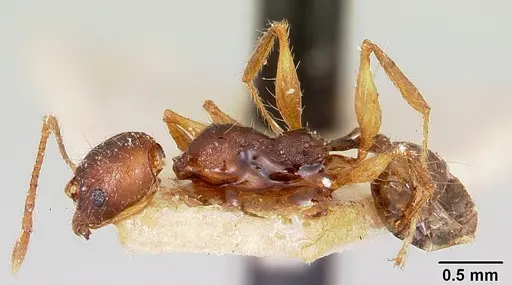 Pheidole veteratrix specimen CASENT0101630 image casent0101630_3