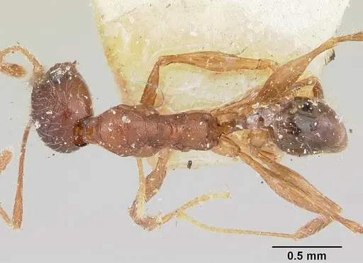 Pheidole veteratrix specimen CASENT0101661 image casent0101661_1