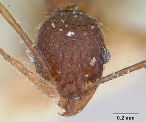 Pheidole veteratrix specimen CASENT0101661 image casent0101661_2