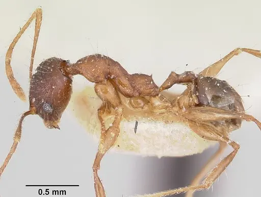Pheidole veteratrix specimen CASENT0101661 image casent0101661_3