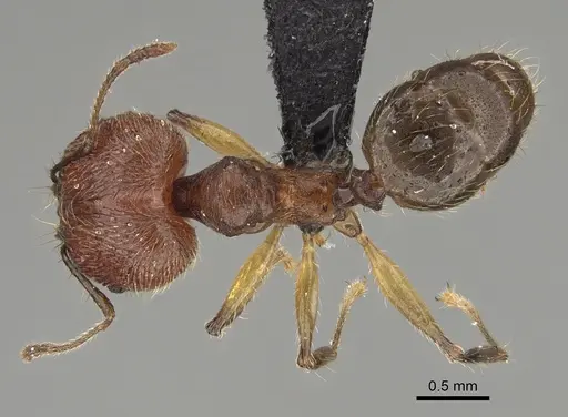 Pheidole veteratrix specimen CASENT0118399 image casent0118399_1