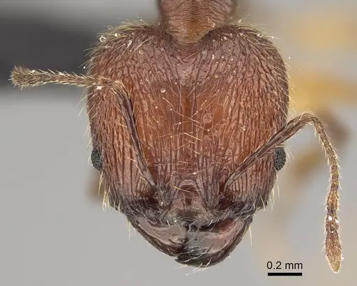 Pheidole veteratrix specimen CASENT0118399 image casent0118399_2