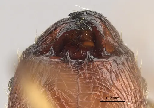 Pheidole veteratrix specimen CASENT0118399 image casent0118399_3