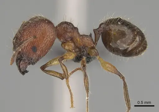 Pheidole veteratrix specimen CASENT0118399 image casent0118399_4