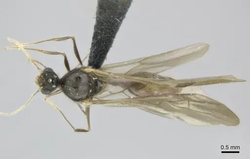 Pheidole veteratrix specimen CASENT0147520 image casent0147520_1