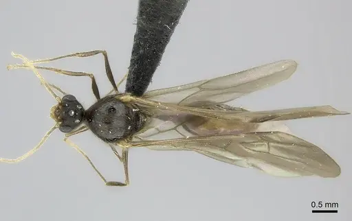 Pheidole veteratrix specimen CASENT0147520 image casent0147520_2