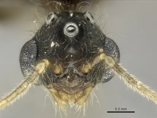 Pheidole veteratrix specimen CASENT0147520 image casent0147520_3