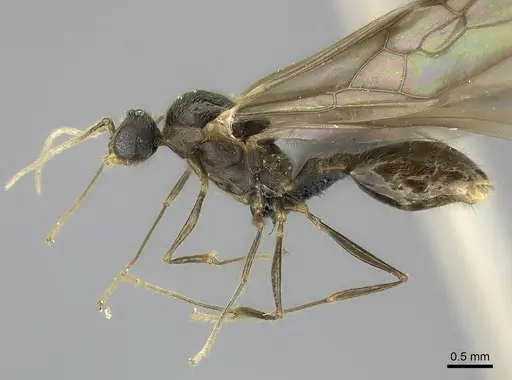 Pheidole veteratrix specimen CASENT0147520 image casent0147520_4