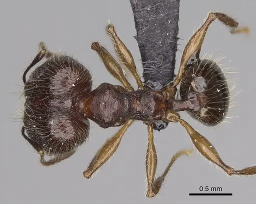 Pheidole veteratrix specimen CASENT0148662 image casent0148662_1