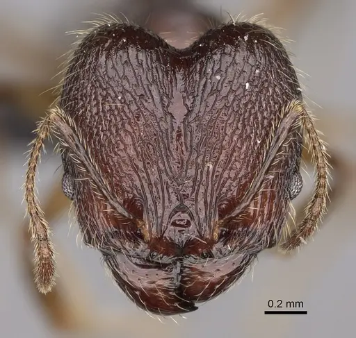 Pheidole veteratrix specimen CASENT0148662 image casent0148662_2