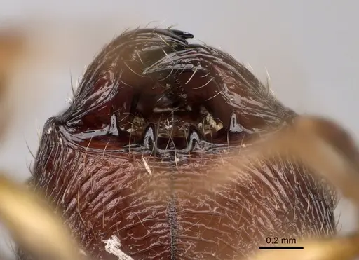 Pheidole veteratrix specimen CASENT0148662 image casent0148662_3