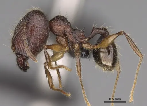 Pheidole veteratrix specimen CASENT0148662 image casent0148662_4