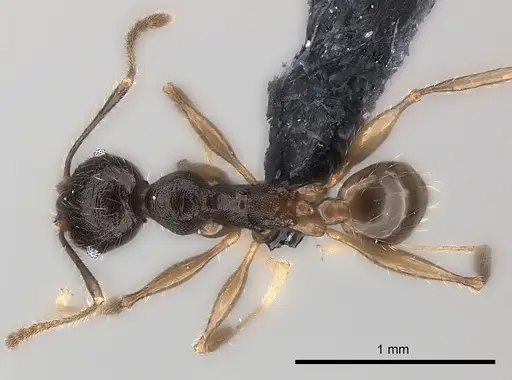 Pheidole veteratrix specimen CASENT0149873 image casent0149873_1