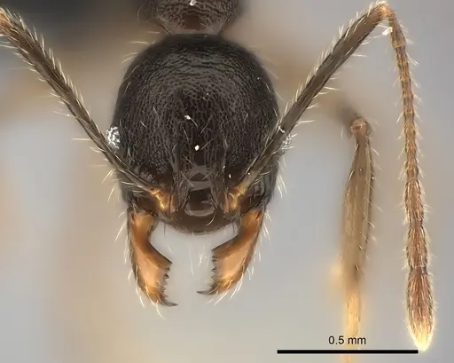 Pheidole veteratrix specimen CASENT0149873 image casent0149873_2