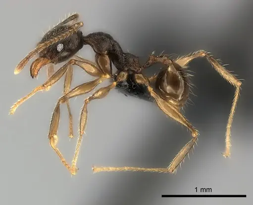 Pheidole veteratrix specimen CASENT0149873 image casent0149873_3