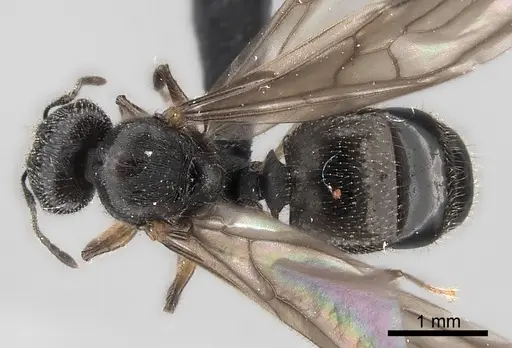 Pheidole veteratrix specimen CASENT0149874 image casent0149874_1