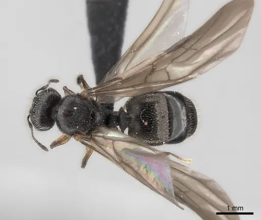 Pheidole veteratrix specimen CASENT0149874 image casent0149874_2