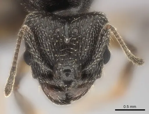 Pheidole veteratrix specimen CASENT0149874 image casent0149874_3