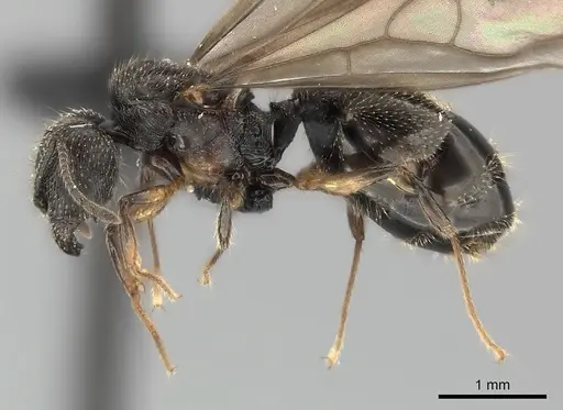 Pheidole veteratrix specimen CASENT0149874 image casent0149874_4