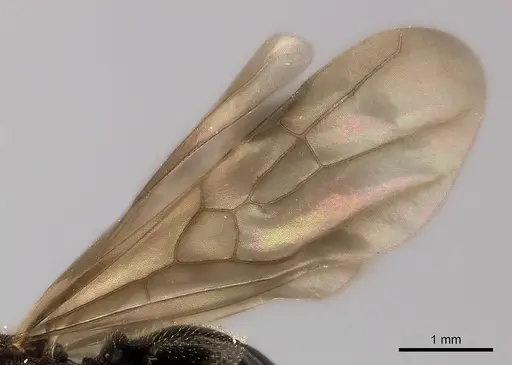 Pheidole veteratrix specimen CASENT0149874 image casent0149874_5