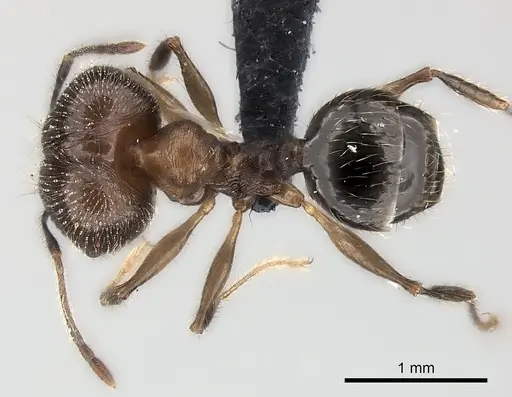Pheidole veteratrix specimen CASENT0217996 image casent0217996_1