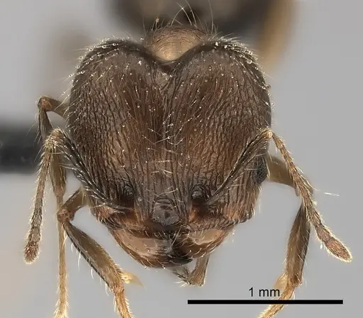 Pheidole veteratrix specimen CASENT0217996 image casent0217996_2