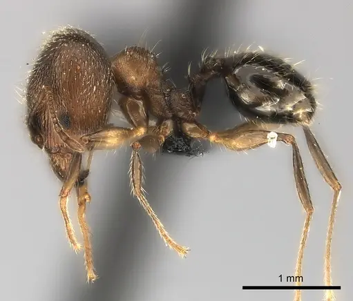 Pheidole veteratrix specimen CASENT0217996 image casent0217996_3