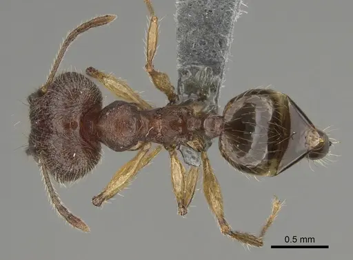 Pheidole veteratrix specimen CASENT0276240 image casent0276240_1