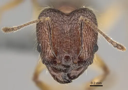Pheidole veteratrix specimen CASENT0276240 image casent0276240_2