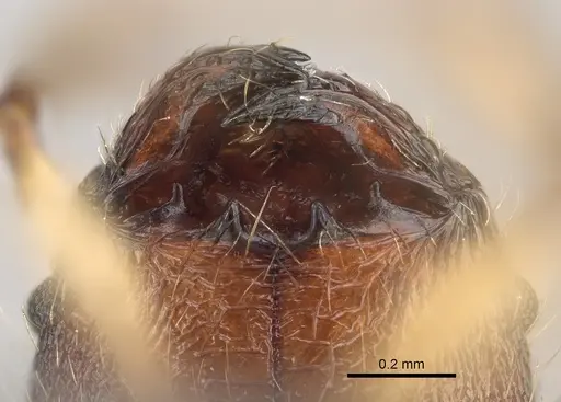 Pheidole veteratrix specimen CASENT0276240 image casent0276240_3