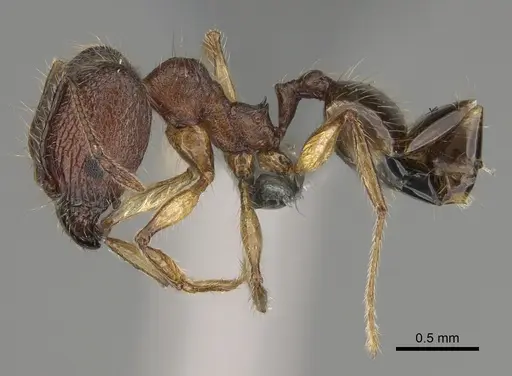 Pheidole veteratrix specimen CASENT0276240 image casent0276240_4